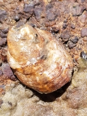Ostrea lurida
