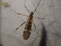 Erioptera