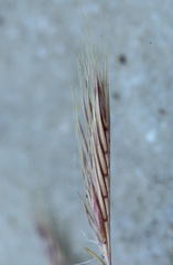 Festuca fasciculata