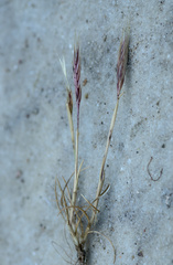 Festuca fasciculata