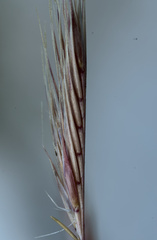 Festuca fasciculata