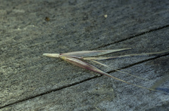 Festuca fasciculata