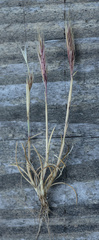 Festuca fasciculata