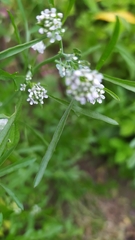 Lepidium sativum