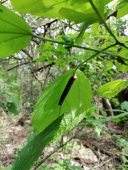 Arsenura polyodonta