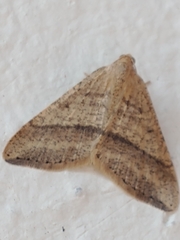 Lepidoptera