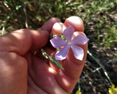 Dianthus ciliatus