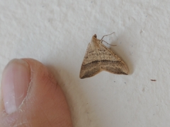 Lepidoptera