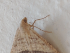 Lepidoptera