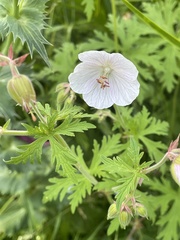 Geranium rivulare