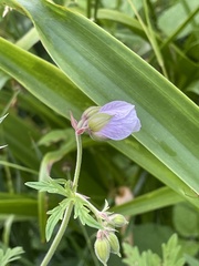 Geranium rivulare