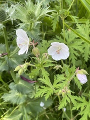 Geranium rivulare