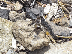 Exhyalanthrax simonae