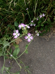 Malcolmia maritima