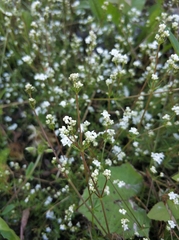 Galium uliginosum