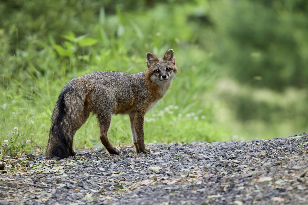 Gray Fox from Marbletown, Ulster County, NY, USA on June 12, 2022 at 01 ...