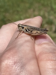 Melanoplus confusus