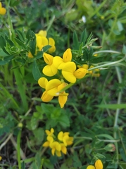 Lotus corniculatus