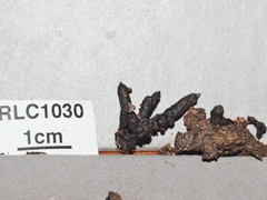 Xylaria apiculata