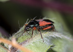 Prostemma aeneicolle