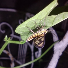 Amata