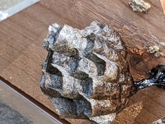 Polistes parametricus