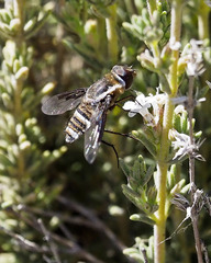 Exhyalanthrax simonae