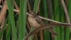 Prinia inornata