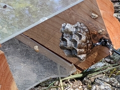 Polistes parametricus