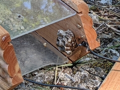 Polistes parametricus