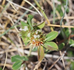 Trifolium scabrum