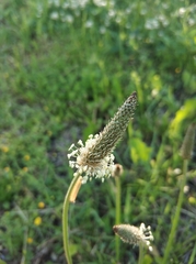 Plantago lanceolata