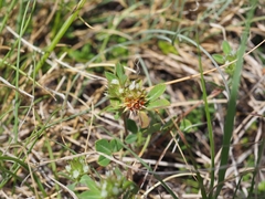 Trifolium scabrum
