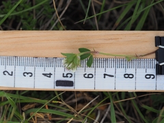 Trifolium scabrum