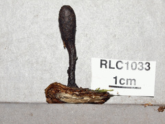 Xylaria schweinitzii