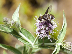Exhyalanthrax simonae