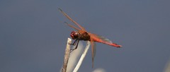 Libellula needhami