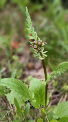 Packera pauciflora