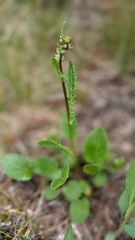 Packera pauciflora