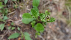 Packera pauciflora
