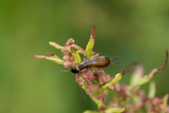 Apterygida albipennis
