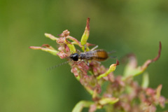 Apterygida albipennis