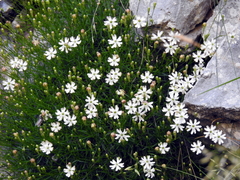 Silene saxifraga