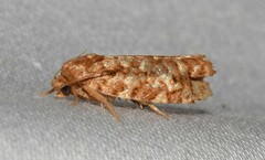 Choristoneura houstonana