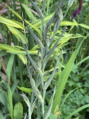 Gladiolus communis byzantinus