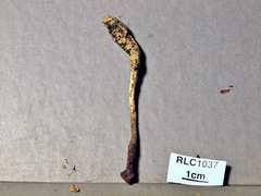Xylaria enterogena
