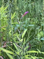 Gladiolus communis byzantinus