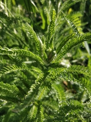 Achillea millefolium