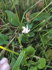 Convolvulus arvensis