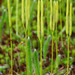 Ground and Creeping Clubmosses - Photo (c) Christian Fischer, some rights reserved (CC BY-SA)